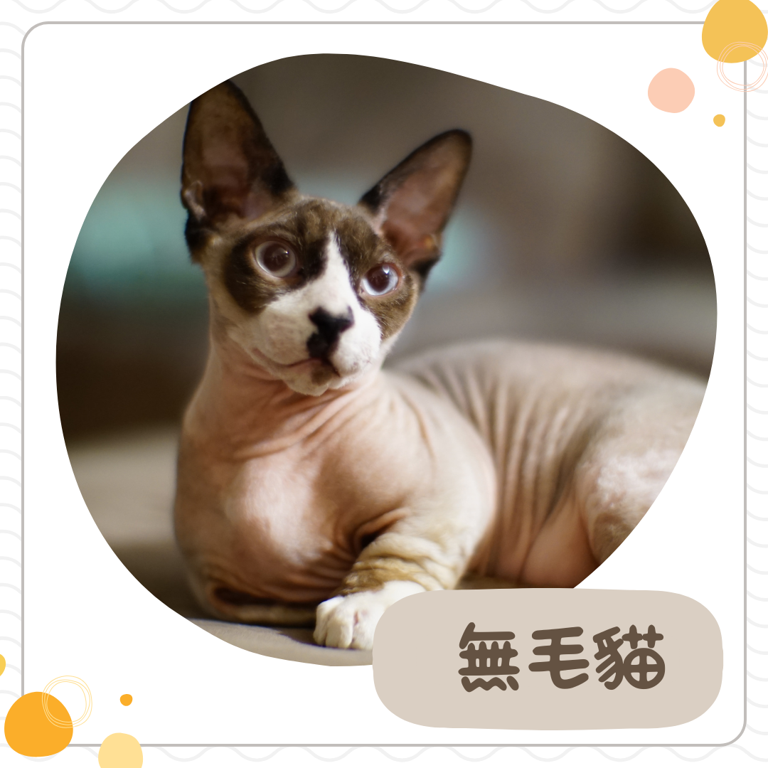 無毛貓