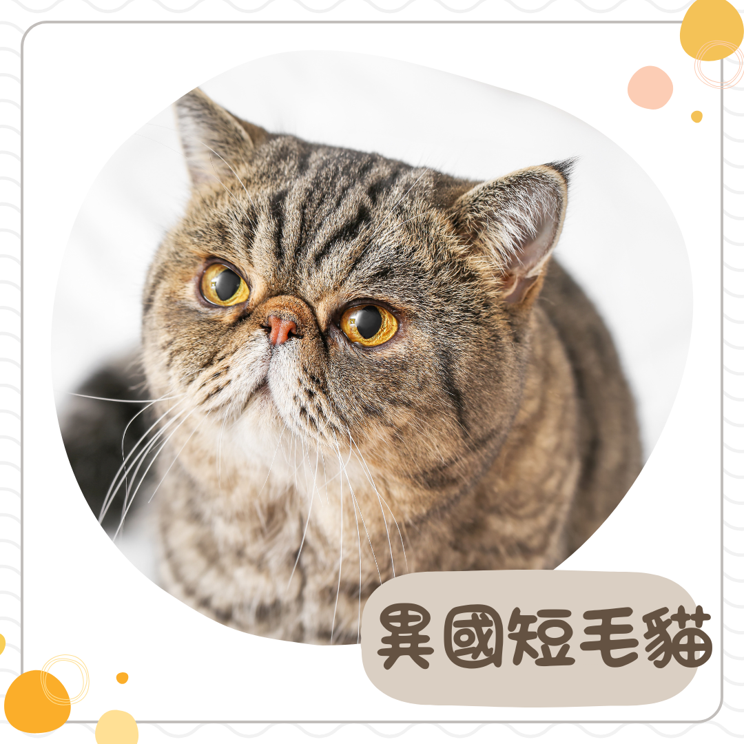 異國短毛貓