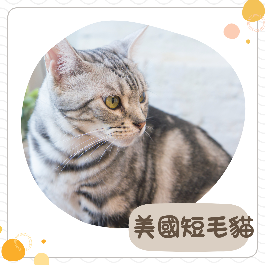 美國短毛貓