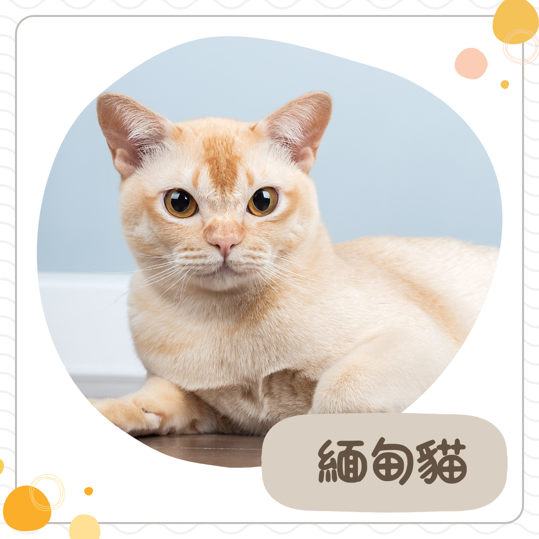 緬甸貓