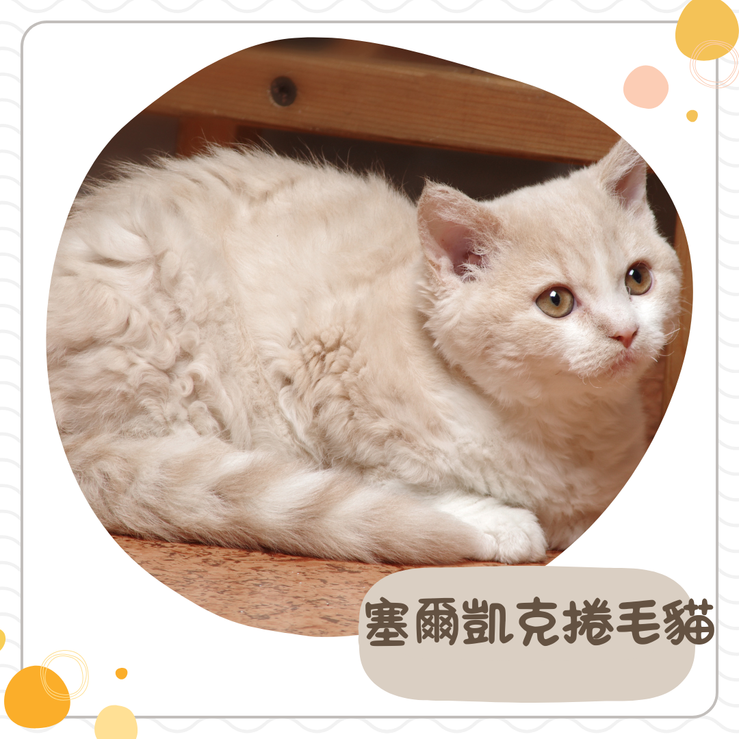 塞爾凱克捲毛貓