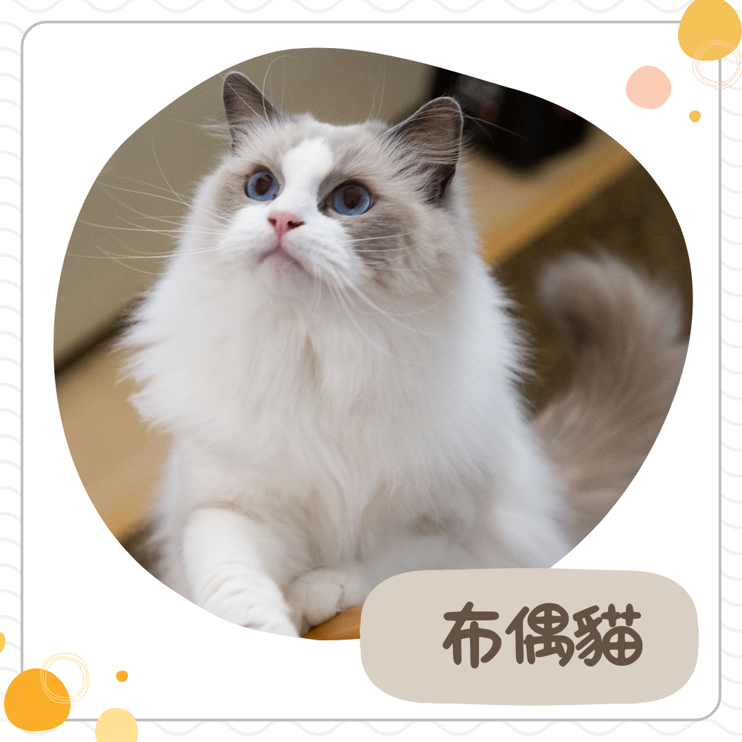 布偶貓