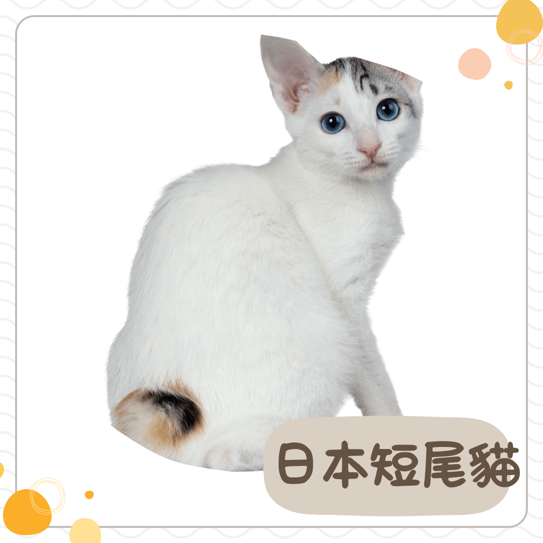 日本短尾貓