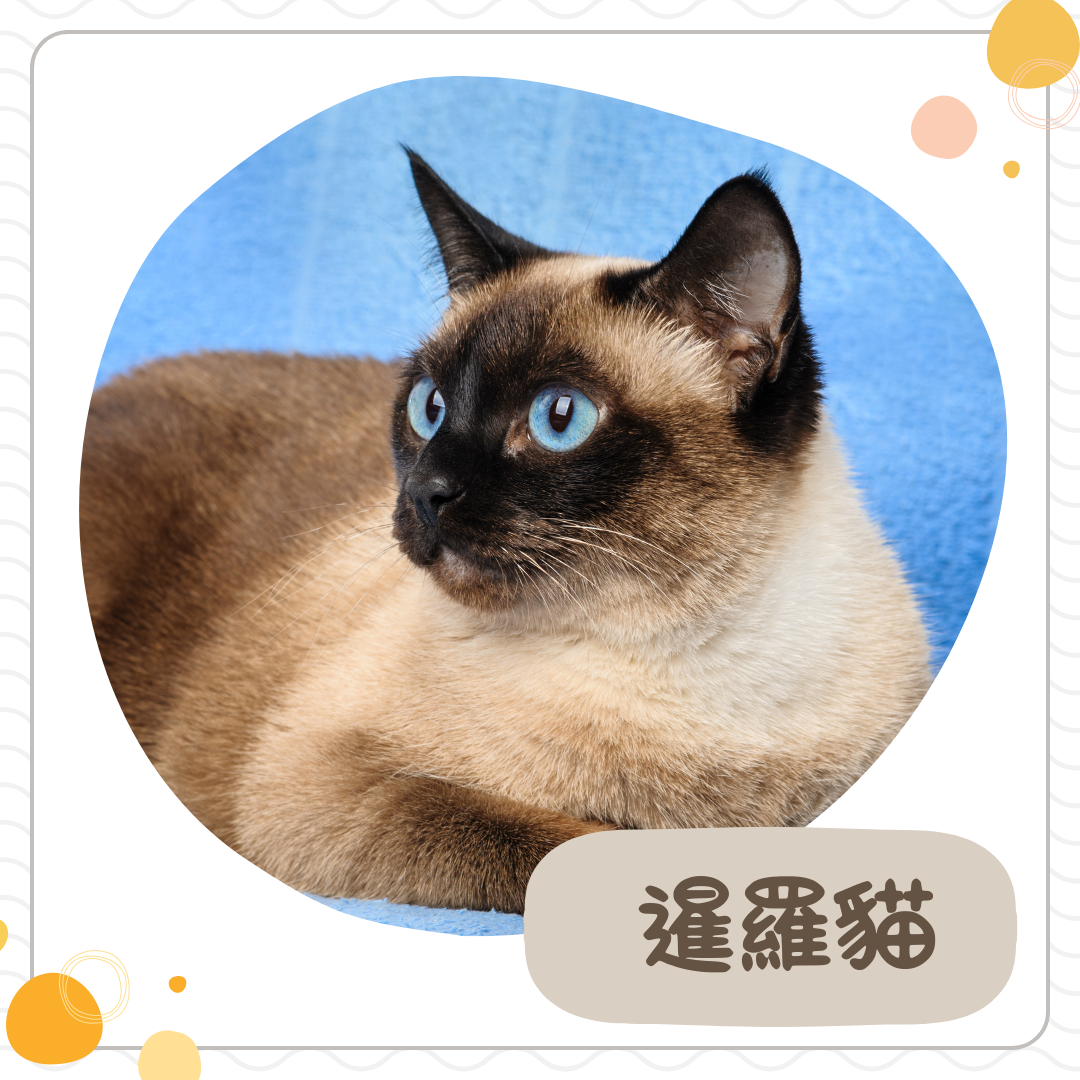 暹羅貓