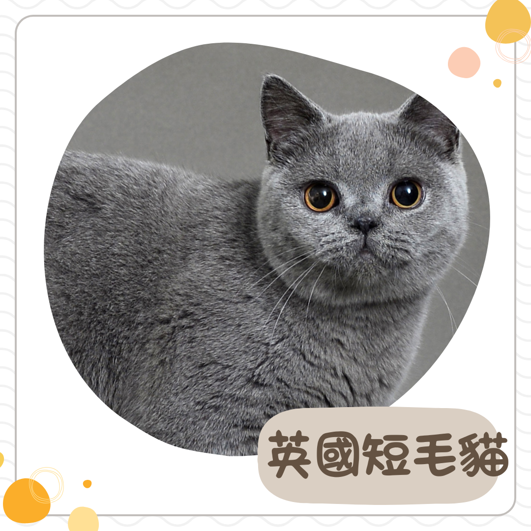 英國短毛貓