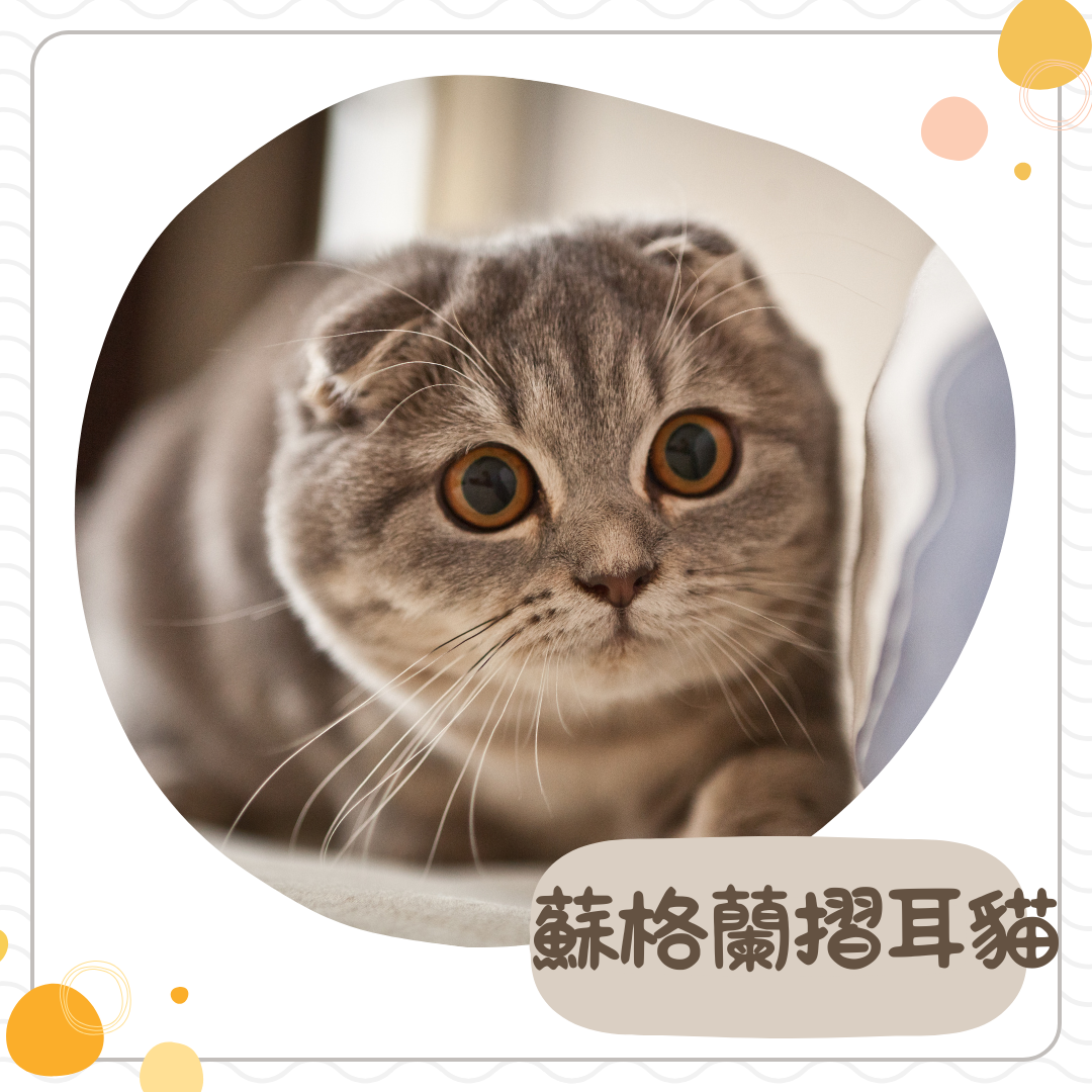 蘇格蘭摺耳貓