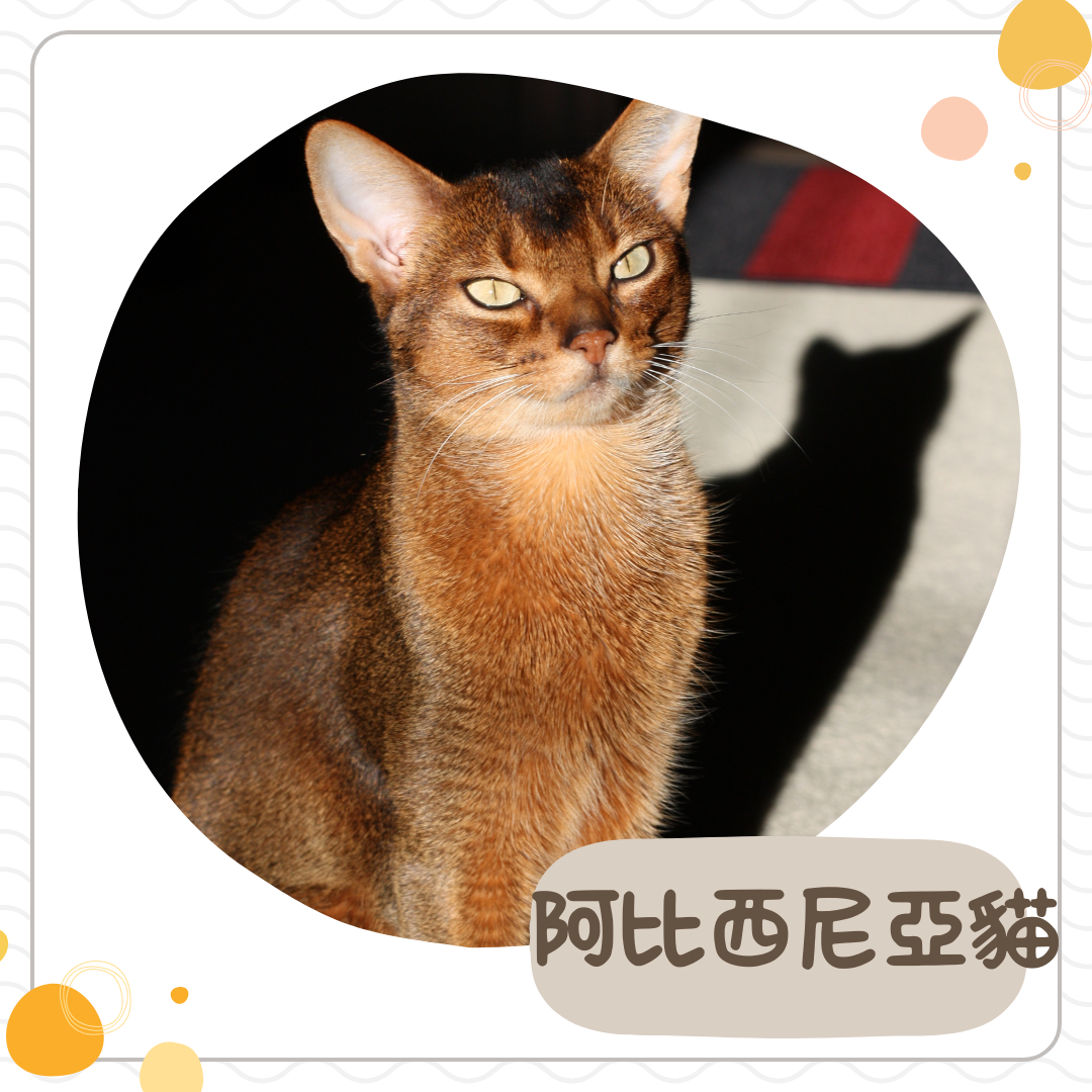 阿比西尼亞貓
