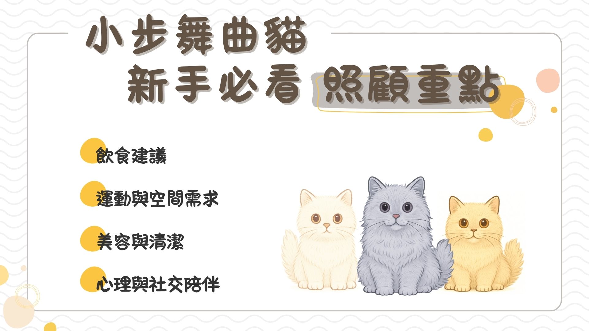 如何飼養小步舞曲貓