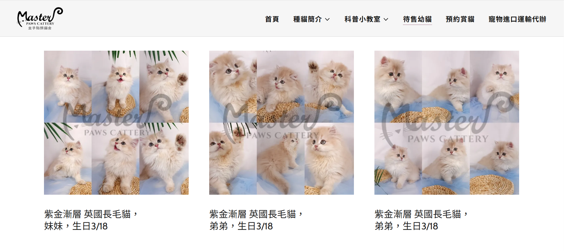 金漸層主子點頭貓舍