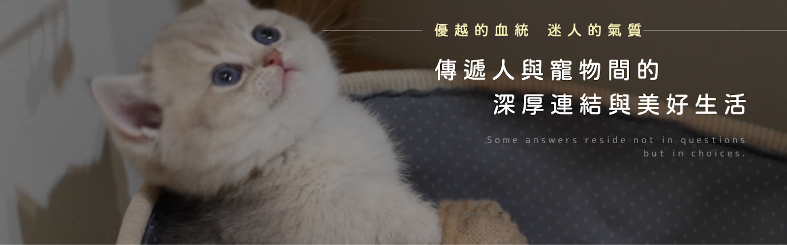 短毛貓推薦詒瑋的貓舍