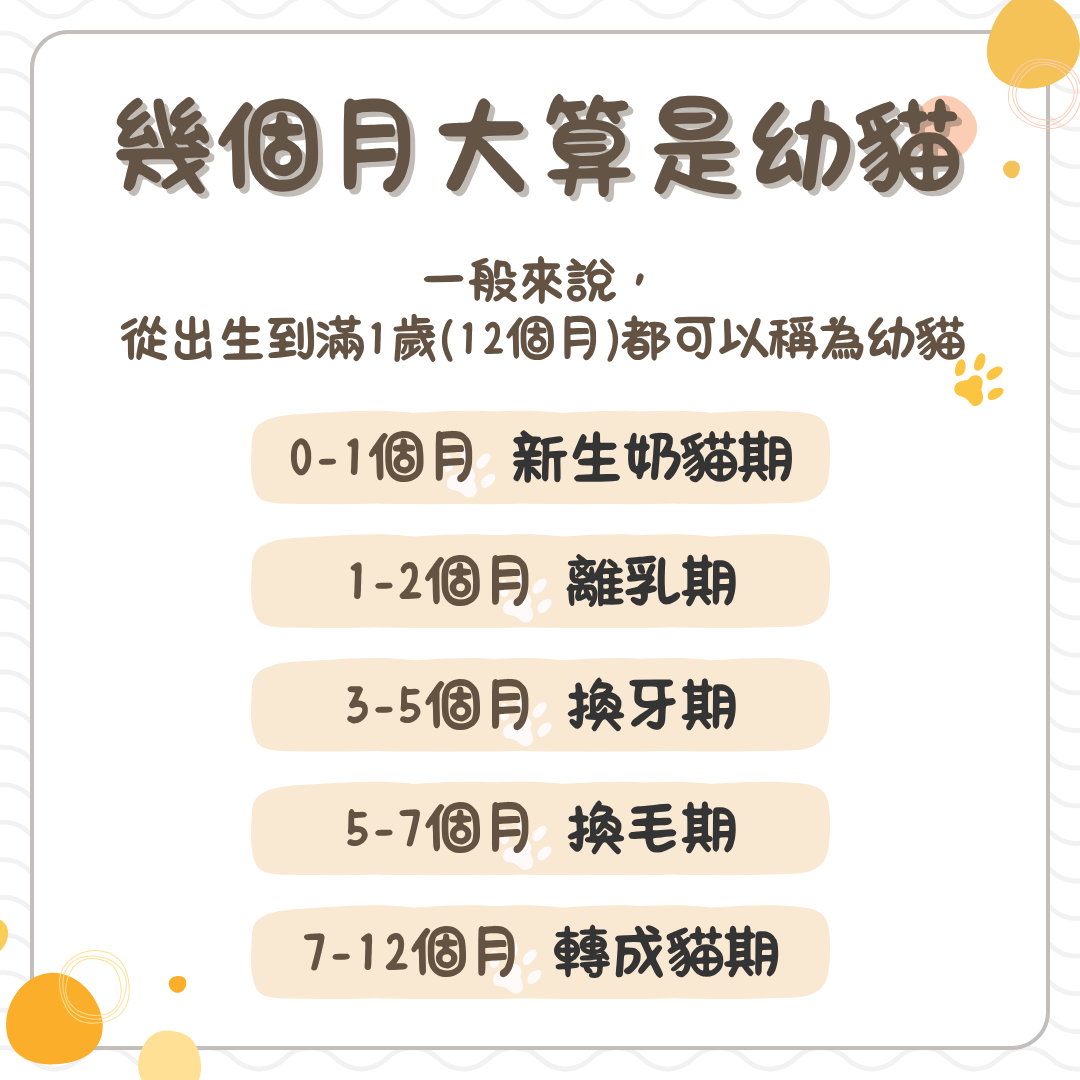 幾個月大算是幼貓