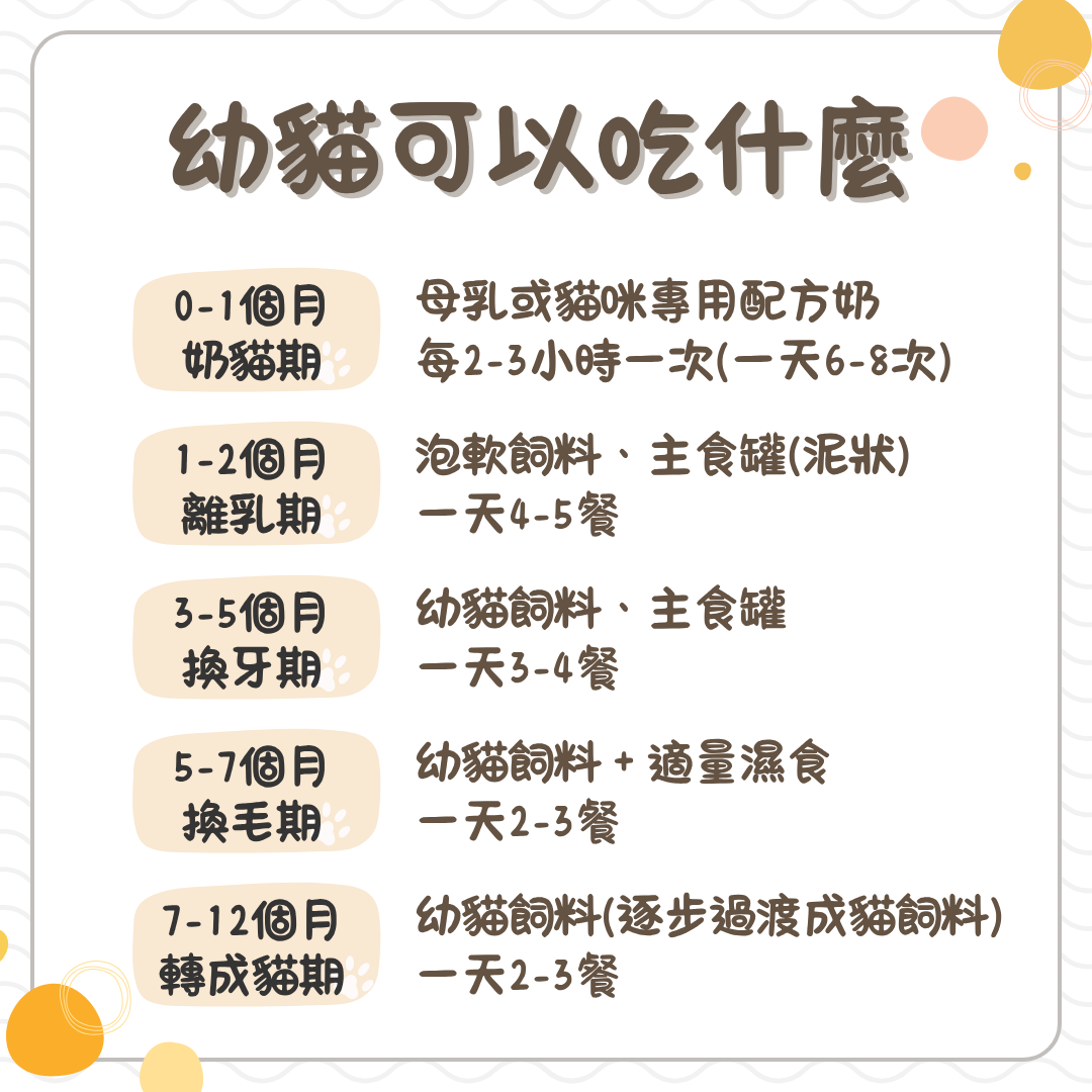 幼貓可以吃什麼
