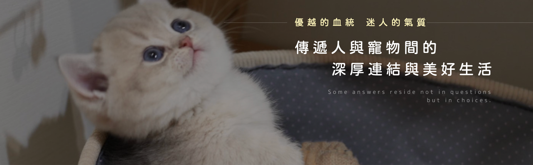推薦貓舍