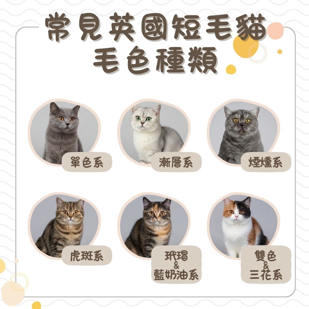 英國短毛貓毛色