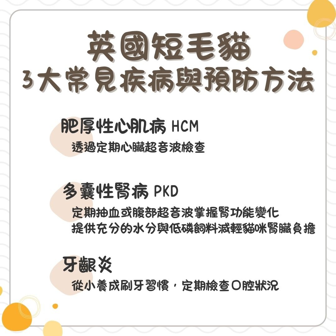 英國短毛貓常見疾病