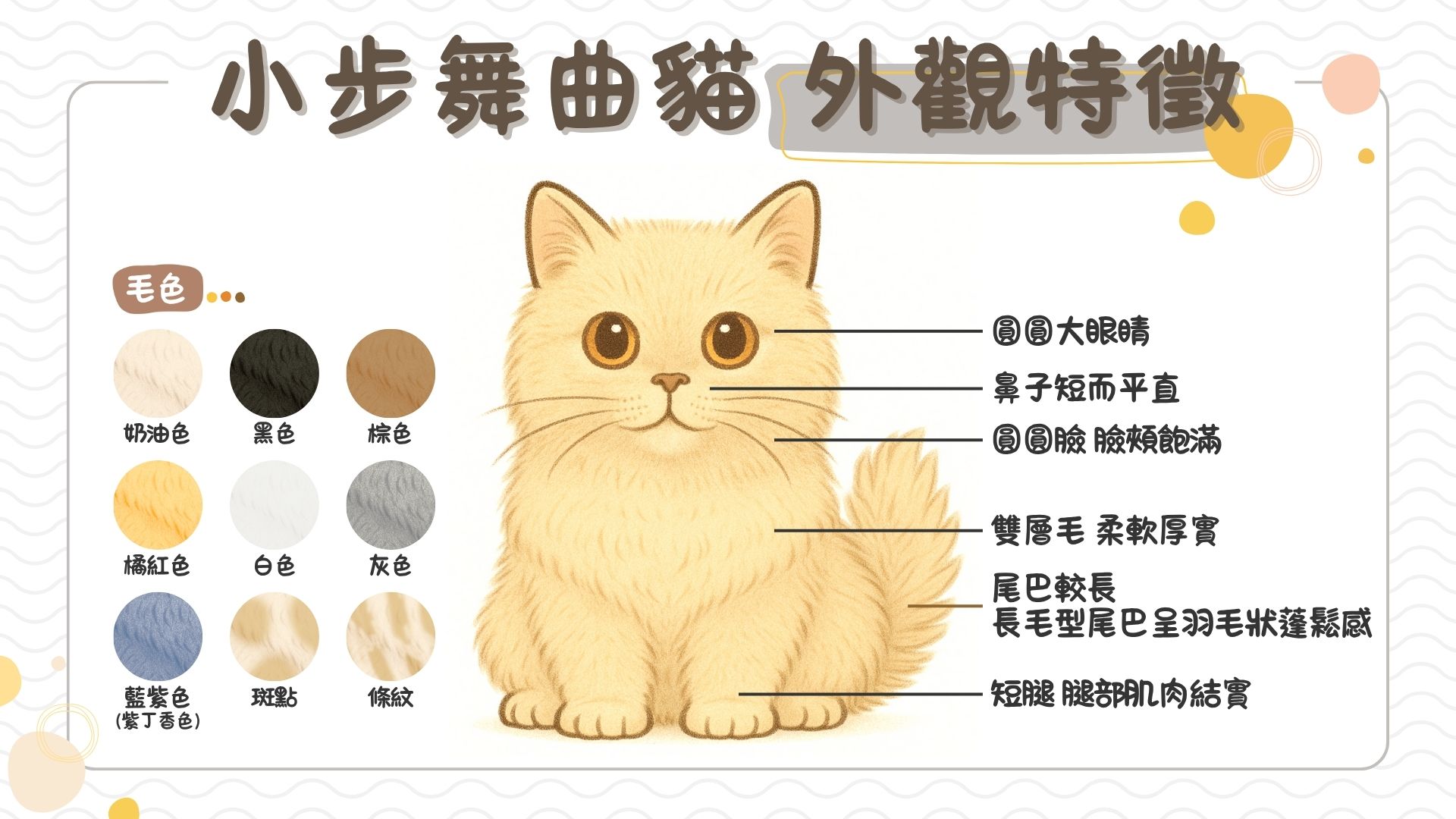 小步舞曲貓的外觀