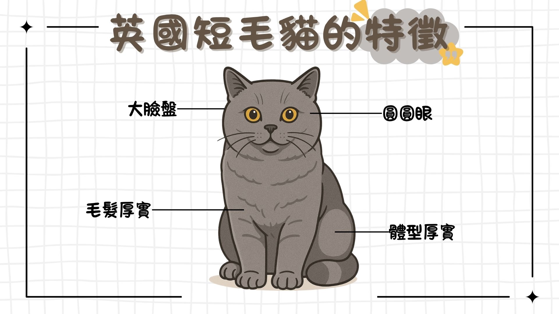 英短特徵