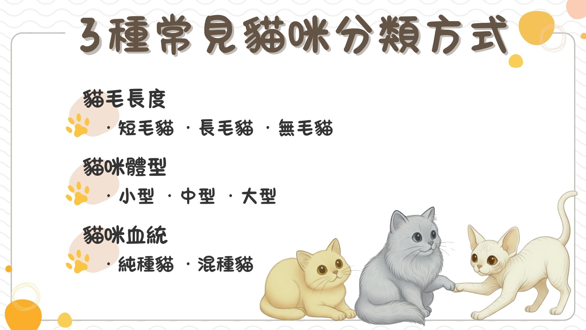 貓咪分類方式